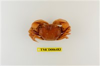 藏品(臺灣厚蟹)的圖片